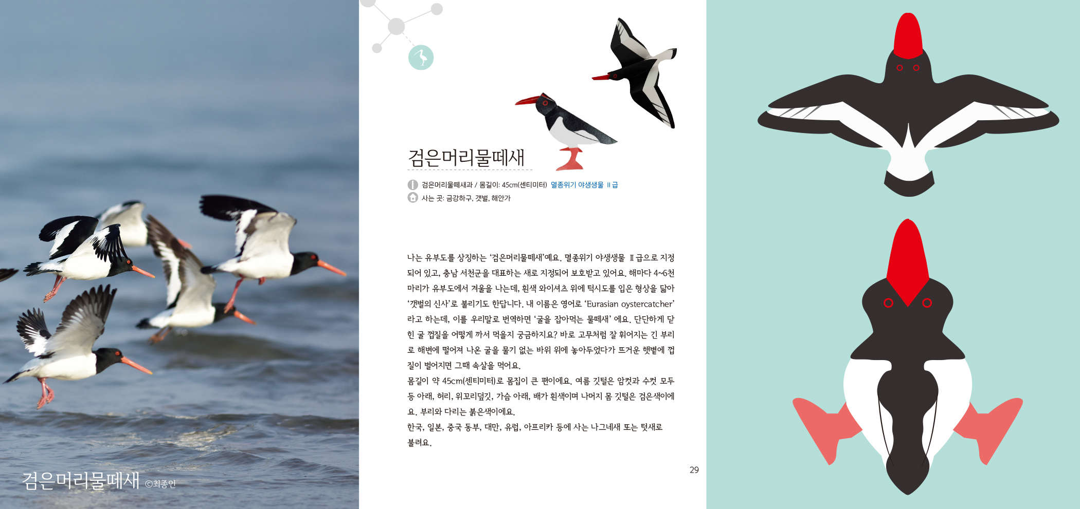 검은머리물떼새 최종인 검은머리물떼새 검은머리물떼새과/ 몸길이: 45cm(센티미터) 멸종위기 야생생물 I급 사는 곳 금강하구 갯벌, 해안가 나는 유부도를 상징하는 '검은머리물떼새예요.  멸종위기 야생생물II급으로 지정 되어 있고, 충남 서천군을 대표하는 새로 지정되어 보호받고 있어요.  해마다 4~6천 마리가 유부도에서 겨울을 나는데, 흰색 와이셔츠 위에 턱시도를 입은 형상을 닮아 '갯벌의 신사'로 불리기도 한답니다.  내 이름은 영어로 'Eurasian oystercatcher' 라고 하는데, 이를 우리말로 번역하면 '굴을 잡아먹는 물떼새' 에요.  단단하게 닫 힌 굴 껍질을 어떻게 까서 먹을지 궁금하지요?  바로 고무처럼 잘 휘어지는 긴 부리 로 해변에 떨어져 나온 굴을 물기 없는 바위 위에 놓아두었다가 뜨거운 햇볕에 껍 질이 벌어지면 그때 속살을 먹어요. 몸길이 약 45cm(센티미터)로 몸집이 큰 편이에요.  여름 깃털은 암컷과 수컷 모두 등 아래, 허리, 위꼬리덮깃, 가슴 아래, 배가 흰색이며 나머지 몸 깃털은 검은색이에요.  부리와 다리는 붉은색이에요. 한국, 일본, 중국 동부, 대만, 유럽, 아프리카 등에 사는 나그네새 또는 텃새로 불려요.