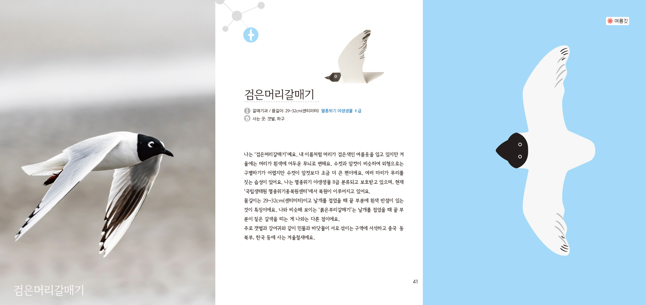 검은머리갈매기 검은머리갈매기 갈매기과/몸길이: 29~32cm(센티미터) 멸종위기 야생생물 || 급 6 사는 곳: 갯벌, 하구 나는 '검은머리갈매기'예요. 내 이름처럼 머리가 검은색인 여름옷을 입고 있지만 겨 울에는 머리가 흰색에 어두운 무늬로 변해요.  수컷과 암컷이 비슷하여 외형으로는 구별하기가 어렵지만 수컷이 암컷보다 조금 더 큰 편이에요.  여러 마리가 무리를 짓는 습성이 있어요. 나는 멸종위기 야생생물 1급 분류되고 보호받고 있으며,  현재 '국립생태원 멸종위기종복원센터'에서 복원이 이루어지고 있어요. 몸길이는 29~32cm(센티미터)이고 날개를 접었을 때 끝 부분에 흰색 반점이 있는 것이 특징이에요.  나와 비슷해 보이는 '붉은부리갈매기'는 날개를 접었을 때 끝 부 분이 짙은 갈색을 띠는 게 나와는 다른 점이에요. 주로 갯벌과 강어귀와 같이 민물과 바닷물이 서로 섞이는 구역에 서석하고 중국 동북부, 한국 등에 사는 겨울철새에요.