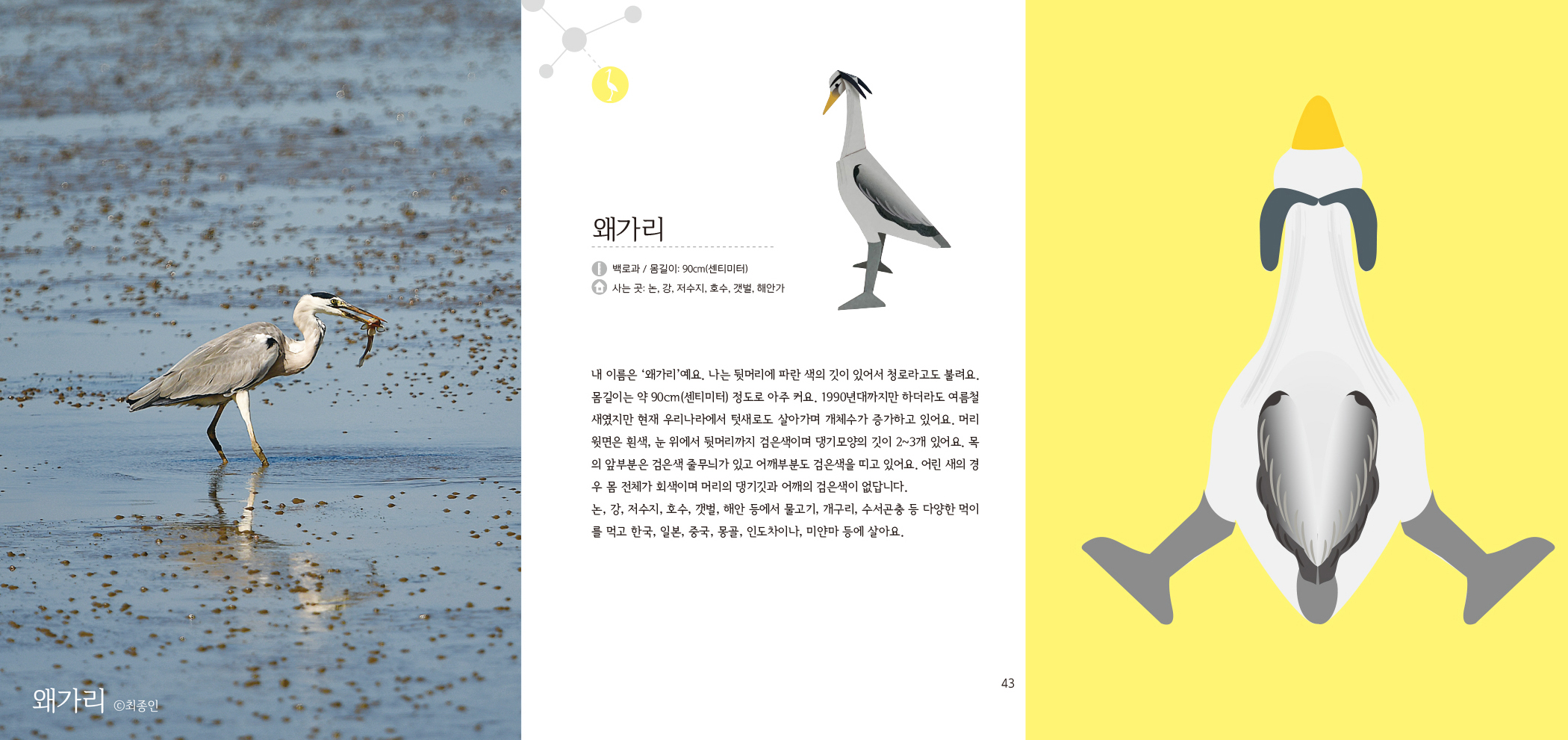 왜가리 최종인 왜가리 백과/몸길이: 90cm(센티미터) 사는 곳 논, 강, 저수지, 호수, 갯벌, 해안가 내 이름은 '왜가리'예요. 나는 뒷머리에 파란색의 깃이 있어서 청로라고도 불려요.  몸길이는 약 90cm(센티미터) 정도로 아주 커요. 1990년대까지만 하더라도 여름철 새였지만 현재 우리나라에서 텃새로도 살아가며 개체수가 증가하고 있어요.  머리 윗면은 흰색, 눈 위에서 뒷머리까지 검은색이며 댕기모양의 깃이 2~3개 있어요.  목 의 앞부분은 검은색 줄무늬가 있고 어깨부분도 검은색을 띠고 있어요.  어린 새의 경 우 몸 전체가 회색이며 머리의 댕기깃과 어깨의 검은색이 없답니다. 논, 강, 저수지, 호수, 갯벌, 해안 등에서 물고기, 개구리, 수서곤충 등 다양한 먹이 를 먹고 한국, 일본, 중국, 몽골, 인도차이나, 미얀마 등에 살아요.