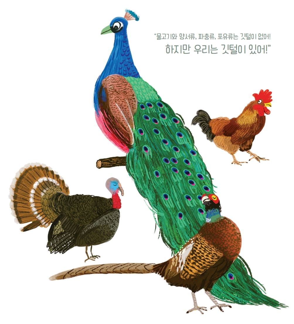 물고기와 양서류, 파충류, 포유류는 깃털이 없어! 하지만 우리는 깃털이 있어!