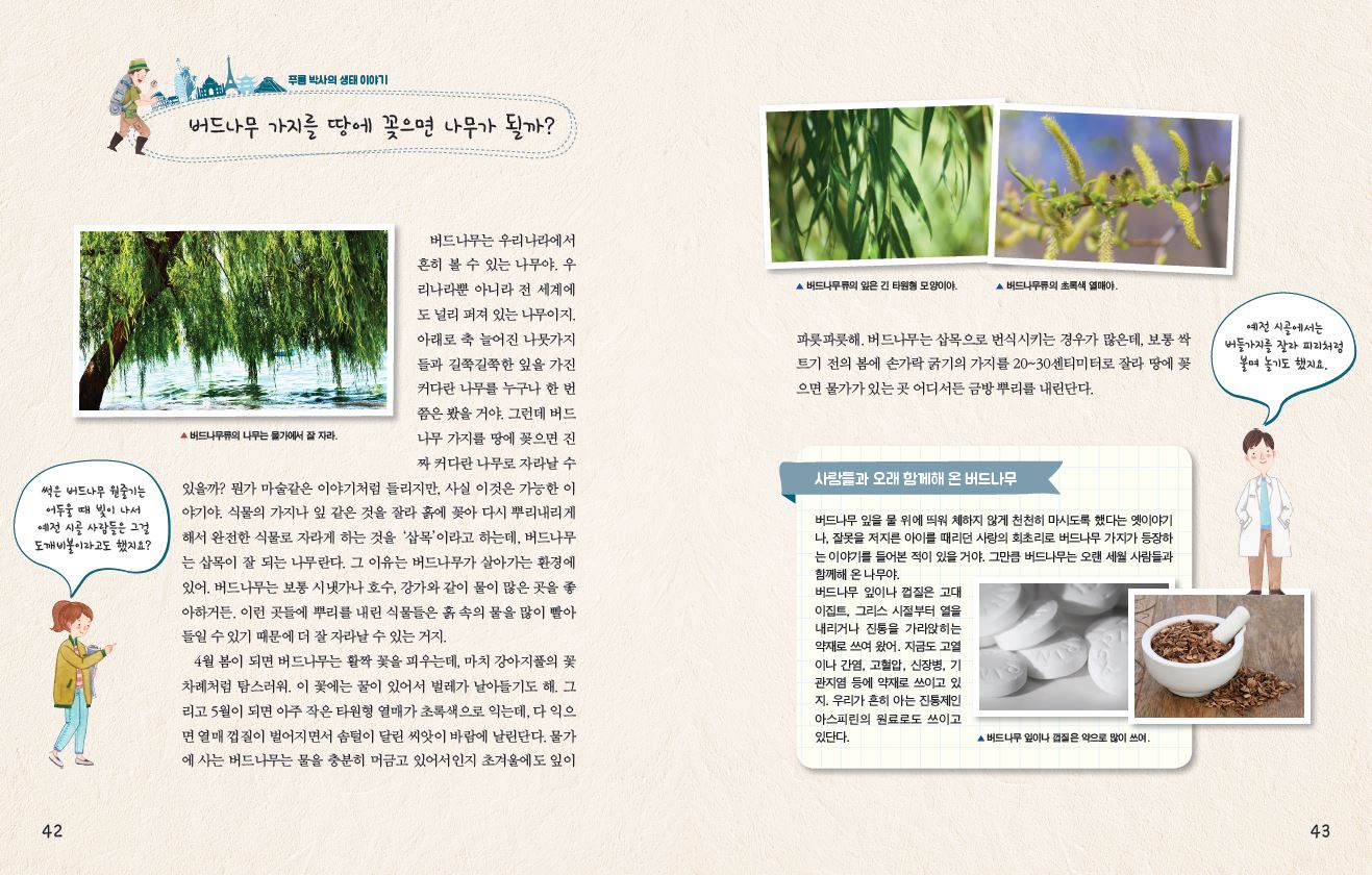 푸름 박사의 생태 이야기 버드나무 가지를 땅에 꽂으면 나무가 될까? ▲ 버드나무류의 나무는 물가에서 잘 자라 버드나무는 우리나라에서 흔히 볼 수 있는 나무야. 우 리나라뿐 아니라 전 세계에 도 널리 퍼져 있는 나무이지. 아래로 축 늘어진 나뭇가지 들과 길쭉길쭉한 잎을 가진 커다란 나무를 누구나 한 번 쯤은 봤을 거야. 그런데 버드 나무 가지를 땅에 꽂으면 진 짜커다란 나무로 자라날 수 있을까? 뭔가 마술같은 이야기처럼 들리지만, 사실 이것은 가능한 이 야기야. 식물의 가지나 잎 같은 것을 잘라 흙에 꽂아 다시 뿌리내리게 해서 완전한 식물로 자라게 하는 것을 '삽목'이라고 하는데, 버드나무 는 삽목이 잘 되는 나무란다. 그 이유는 버드나무가 살아가는 환경에 있어. 버드나무는 보통 시냇가나 호수, 강가와 같이 물이 많은 곳을 좋 아하거든. 이런 곳들에 뿌리를 내린 식물들은 흙 속의 물을 많이 빨아 들일 수 있기 때문에 더 잘 자라날 수 있는 거지. 4월 봄이 되면 버드나무는 활짝 꽃을 피우는데, 마치 강아지풀의 꽃 차례처럼 탐스러워. 이 꽃에는 꿀이 있어서 벌레가 날아들기도 해. 그 리고 5월이 되면 아주 작은 타원형 열매가 초록색으로 익는데, 다 익으 면 열매 껍질이 벌어지면서 솜털이 달린 씨앗이 바람에 날린단다. 물가 에 사는 버드나무는 물을 충분히 머금고 있어서인지 초겨울에도 잎이 ▲ 버드나무류의 잎은 긴 타원형 모양이야. ▲ 버드나무류의 초록색 열매야. 파릇파릇해 버드나무는 삽목으로 번식시키는 경우가 많은데, 보통 싹 트기 전의 봄에 손가락 굵기의 가지를 20~30센티미터로 잘라 땅에 꽂 으면 물가가 있는곳 어디서든 금방 뿌리를 내린단다. 사람들과 오래 함께해 온 버드나무 버드나무 잎을 물 위에 띄워 체하지 않게 천천히 마시도록 했다는 옛이야기 나, 잘못을 저지른 아이를 때리던 사랑의 회초리로 버드나무 가지가 등장하 는 이야기를 들어본 적이 있을 거야. 그만큼 버드나무는 오랜 세월 사람들과 함께해 온 나무야. 버드나무 잎이나 껍질은 고대 이집트, 그리스 시절부터 열을 내리거나 진통을 가라앉히는 약재로 쓰여 왔어. 지금도 고열 이나 간염, 고혈압, 신장병, 기 관지염 등에 약재로 쓰이고 있 지. 우리가 흔히 아는 진통제인 아스피린의 원료로도 쓰이고 있단다. ▲ 버드나무 잎이나 껍질은 약으로 많이 쓰여. 예전 시골에서는 버들가지를 잘라 파리처럼 불며 놀기도 했지요. 썩은 버드나무 줄기는 어두울 때 빛이 나서 예전 시골 사람들은 그걸 도깨비불이라고도 했지요?