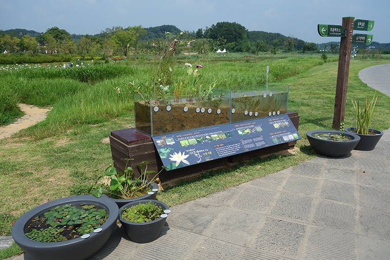 우리들꽃이야기 [여름] 돋보기_5