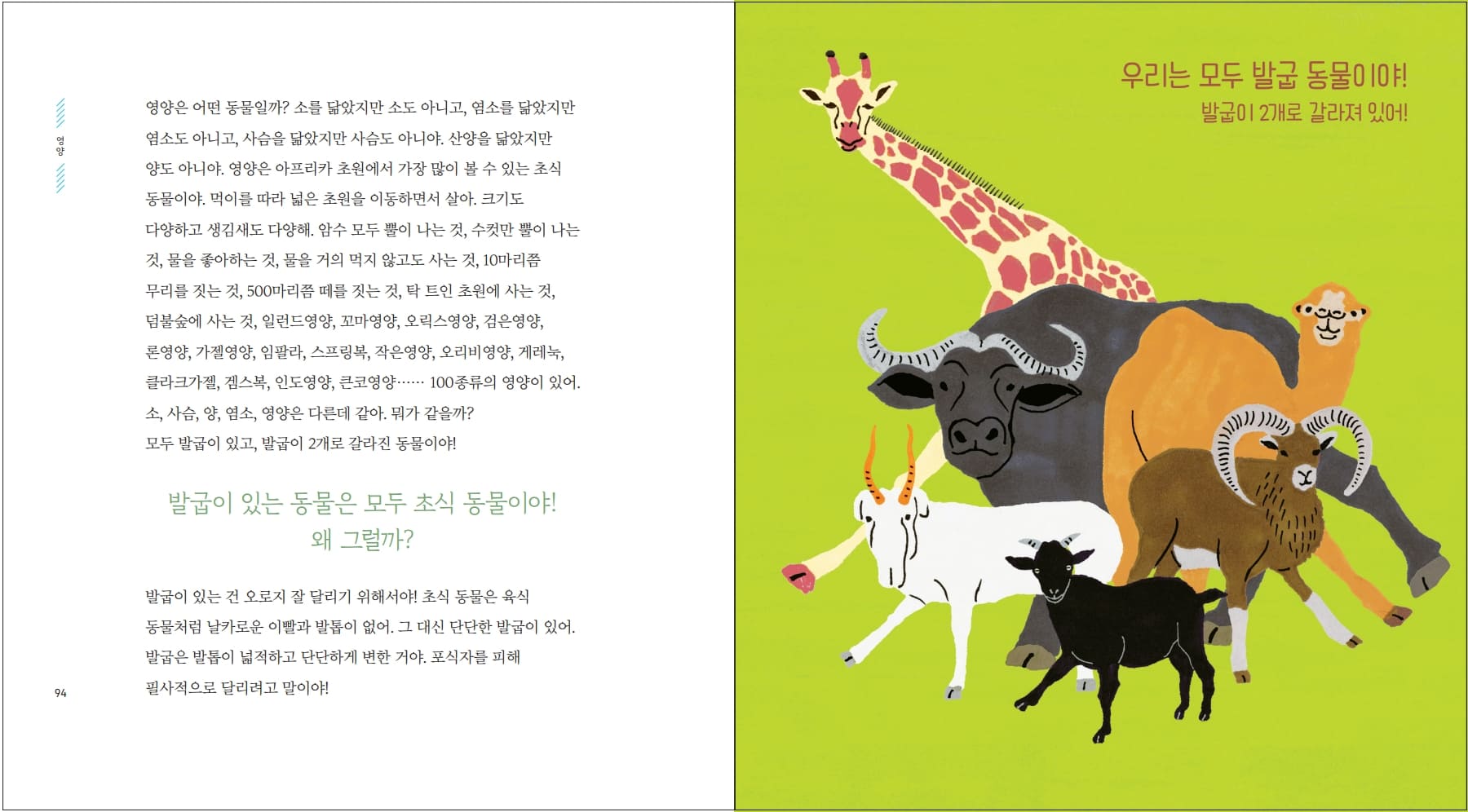 영양은 어떤 동물일까? 소를 닮았지만 소도 아니고, 염소를 닮았지만 염소도 아니고, 사슴을 닮았지만 사슴도 아니야. 산양을 닮았지만 양도 아니야. 영양은 아프리카 초원에서 가장 많이 볼 수 있는 초식 동물이야. 먹이를 따라 넓은 초원을 이동하면서 살아. 크기도 다양하고 생김새도 다양해. 암수 모두 뿔이 나는 것, 수컷만 뿔이 나는 것, 물을 좋아하는 것, 물을 거의 먹지 않고도 사는 것, 10마리쯤 무리를 짓는 것, 500마리쯤 떼를 짓는 것, 탁 트인 초원에 사는 것, 덤불숲에 사는 것, 일런드영양, 꼬마영양, 오릭스영양, 검은영양, 론영양, 가젤영양, 임팔라, 스프링복, 작은영양, 오리비영양, 게레눅, 클라크가젤, 겜스복, 인도영양, 큰코영양・・・・・・ 100종류의 영양이 있어. 소, 사슴, 양, 염소, 영양은 다른데 같아. 뭐가 같을까? 모두 발굽이 있고, 발굽이 2개로 갈라진 동물이야! 발굽이 있는 동물은 모두 초식 동물이야! 왜 그럴까? 발굽이 있는 건 오로지 잘 달리기 위해서야! 초식 동물은 육식 동물처럼 날카로운 이빨과 발톱이 없어. 그 대신 단단한 발굽이 있어. 발굽은 발톱이 넓적하고 단단하게 변한 거야. 포식자를 피해 우리는 모두 발굽 동물이야! 발굽이 2개로 갈라져 있어! 94 필사적으로 달리려고 말이야!