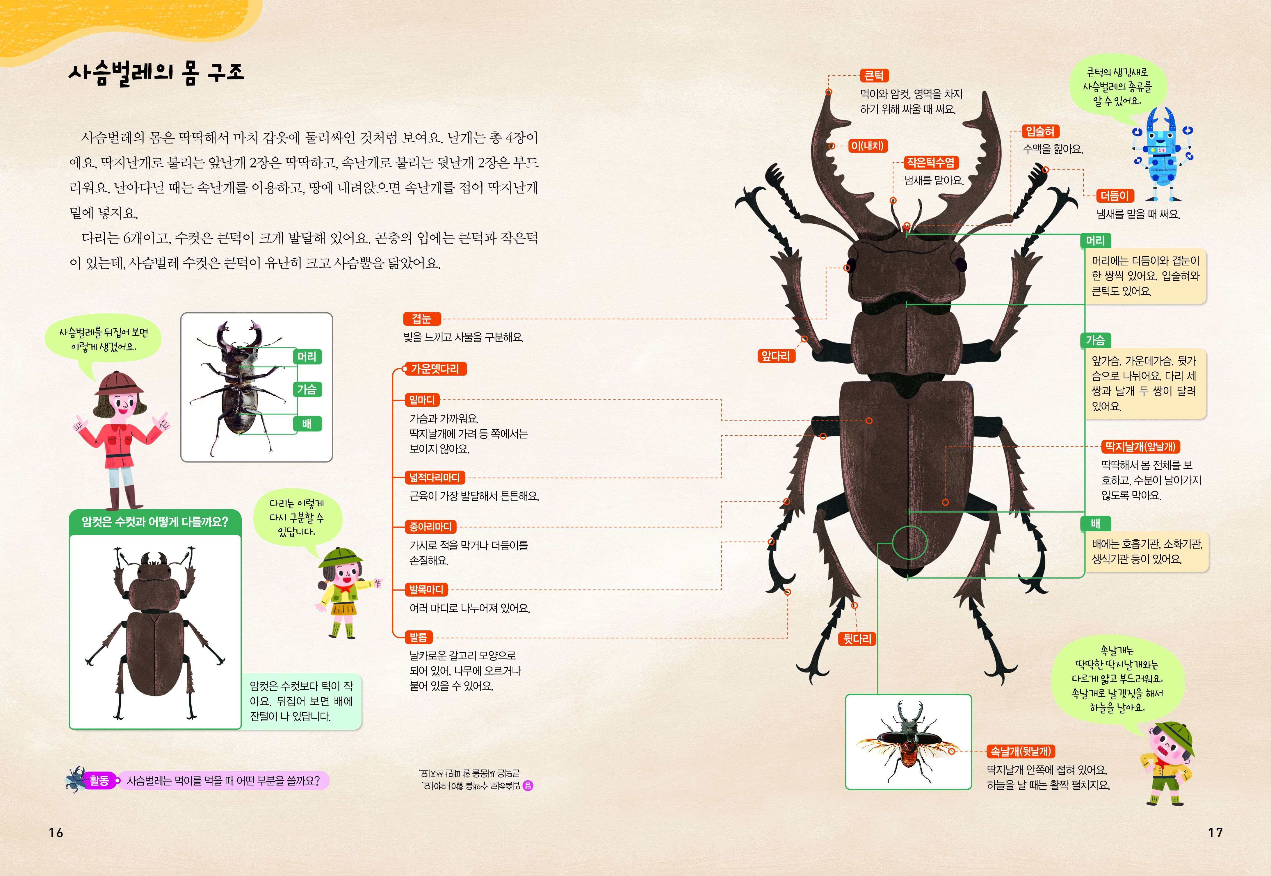 사슴벌레의 몸 구조 사슴벌레의 몸은 딱딱해서 마치 갑옷에 둘러싸인 것처럼 보여요. 날개는 총 4장이에요. 딱지날개로 불리는 앞날개 2장은 딱딱하고, 속날개로 불리는 뒷날개 2장은 부드러워요. 날아다닐 대는 속날개를 이용하고, 땅에 내려앉으면 속날개를 접어 딱지날개 밑에 넣지요. 다리는 6개이고, 수컷은 큰 턱이 크게 발달해 있어요. 곤충이 입에는 큰 턱과 작은 턱이 있는데, 사슴벌레 수컷은 큰 턱이 유난히 크고 사슴뿔을 닮았어요.