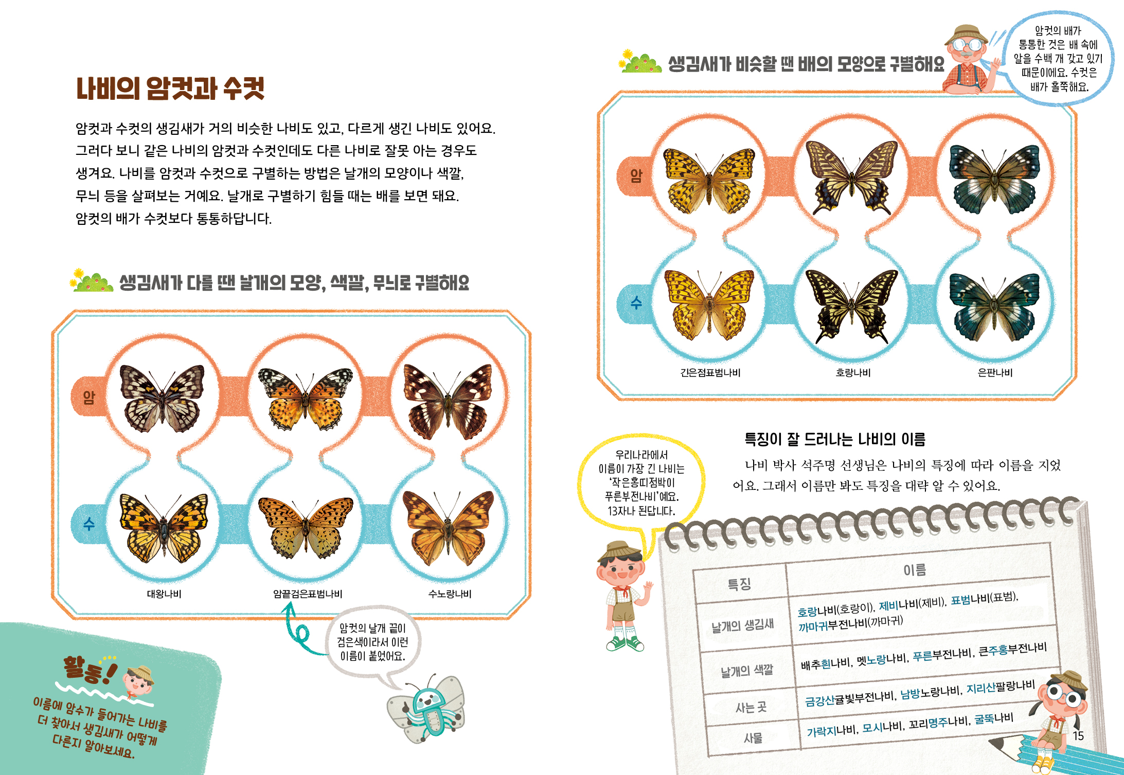 2. 생김새가 비슷할 땐 배의 모양으로 구별해요) 암컷의 배가 통통한 것은 배 속에 알을 수백 개 갖고 있기 때문이에요. 수컷은 | 배가 홀쭉해요. 나비의 암컷과 수컷 암컷과 수컷의 생김새가 거의 비슷한 나비도 있고, 다르게 생긴 나비도 있어요. 그러다 보니 같은 나비의 암컷과 수컷인데도 다른 나비로 잘못 아는 경우도 생겨요. 나비를 암컷과 수컷으로 구별하는 방법은 날개의 모양이나 색깔, 무늬 등을 살펴보는 거예요. 날개로 구별하기 힘들 때는 배를 보면 돼요. 암컷의 배가 수컷보다 통통하답니다. UO 2 생김새가 다를 땐 날개의 모양, 색깔, 무늬로 구별해요 내기 긴은점표범나비 호랑나비 은판나비 암 우리나라에서 이름이 가장 긴 나비는 '작은홍피점박이 푸른부전나비예요. 13자나 된답니다. 특징이 잘 드러나는 나비의 이름 나비 박사 석주명 선생님은 나비의 특징에 따라 이름을 지었 어요. 그래서 이름만 봐도 특징을 대략 알 수 있어요. URAL CCCCCCCCCCCCCCCCCCCCCCA 이름 특징 대왕나비 암끝검은표범나비 수노랑나비 날개의 생김새 호랑나비(호랑이), 제비나비(제비), 표범나비(표범), 까마귀부전나비(까마귀) 암컷의 날개 끝이 검은색이라서 이런 이름이 붙었어요. 날개의 색깔 배추흰나비, 멧노랑나비, 푸른부전나비, 큰주홍부전나비 사는 곳 금강산귤빛부전나비, 남방노랑나비, 지리산팔랑나비 이름에 암수가 들어가는 나비를 더 찾아서 생김새가 어떻게 다른지 알아보세요. 사물 가락지나비, 모시나비, 꼬리명주나비, 굴뚝나비