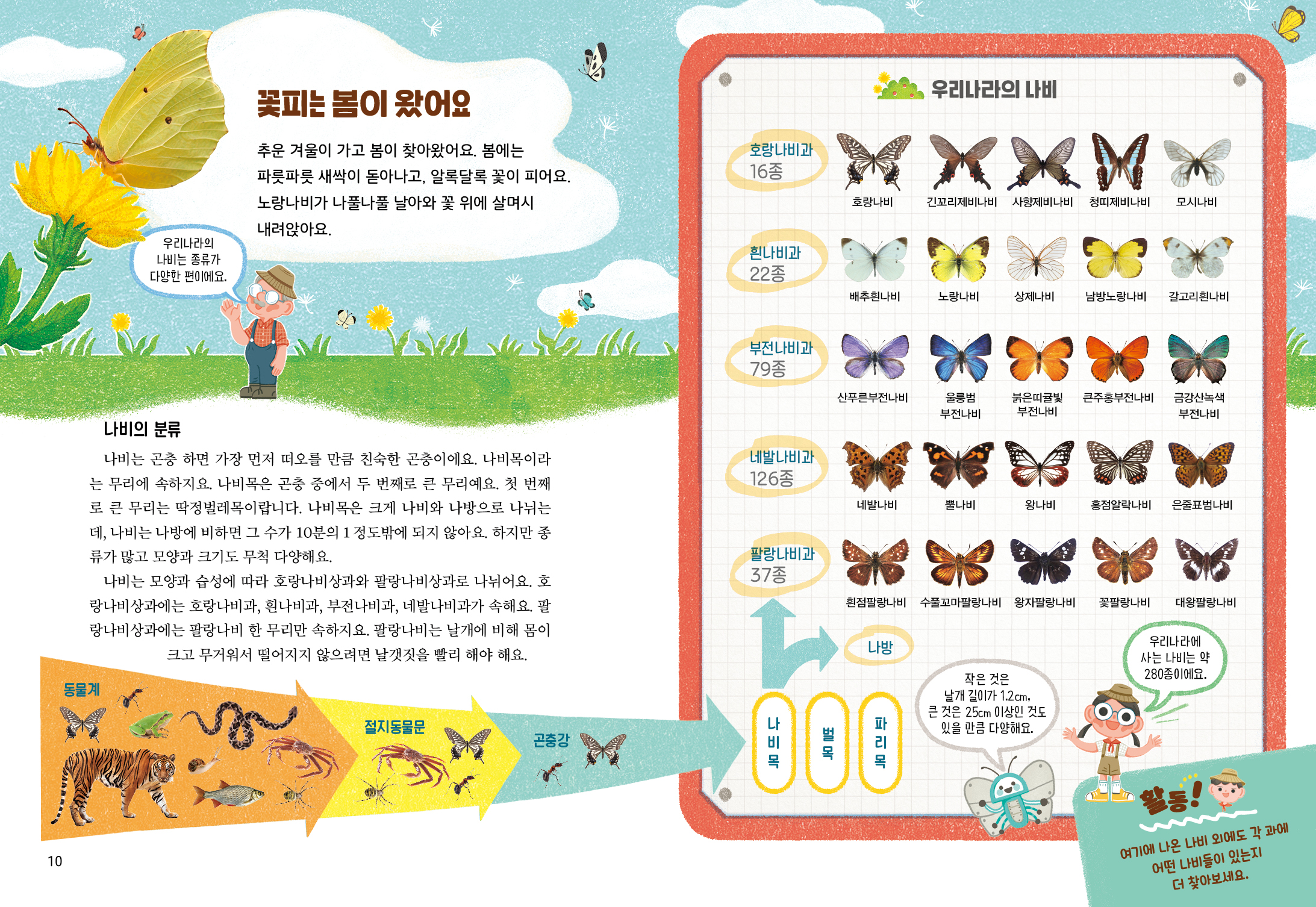 우리나라의 나비 꽃피는 봄이 왔어요 호랑나비과 [16종 추운 겨울이 가고 봄이 찾아왔어요. 봄에는 파릇파릇 새싹이 돋아나고, 알록달록 꽃이 피어요. 노랑나비가 나풀나풀 날아와 꽃 위에 살며시 내려앉아요. KAMA 호랑나비 긴꼬리제비나비 사향제비나비 청띠제비나비 모시나비 우리나라의 나비는 종류가 다양한 편이에요. 흰나비과 | 22종 배추흰나비 노랑나비 상제나비 남방노랑나비 갈고리흰나비 부전나비과 179종 산푸른부전나비 울릉범 부전나비 붉은띠귤빛 |큰주홍부전나비 금강산녹색 부전나비 부전나비 네발나비과 | 126종 네발나비 뿔나비 왕나비 홍점알락나비 은줄표범나비 나비의 분류 나비는 곤충 하면 가장 먼저 떠오를 만큼 친숙한 곤충이에요. 나비목이라 는 무리에 속하지요. 나비목은 곤충 중에서 두 번째로 큰 무리예요. 첫 번째 로 큰 무리는 딱정벌레목이랍니다. 나비목은 크게 나비와 나방으로 나뉘는 데, 나비는 나방에 비하면 그 수가 10분의 1 정도밖에 되지 않아요. 하지만 종 류가 많고 모양과 크기도 무척 다양해요. | 나비는 모양과 습성에 따라 호랑나비상과와 팔랑나비상과로 나뉘어요. 호 랑나비상과에는 호랑나비과, 흰나비과, 부전나비과, 네발나비과가 속해요. 팔 랑나비상과에는 팔랑나비 한 무리만 속하지요. 팔랑나비는 날개에 비해 몸이 | 크고 무거워서 떨어지지 않으려면 날갯짓을 빨리 해야 해요. 팔랑나비과 37종 흰점팔랑나비 수풀꼬마팔랑나비 왕자팔랑나비 꽃팔랑나비 대왕팔랑나비 나방 우리나라에 사는 나비는 약 280종이에요. 동물계 작은 것은 날개 길이가 1.2cm, 큰 것은 25cm 이상인 것도 있을 만큼 다양해요. 절지동물문 벌 곤충강 나 비목 파리 목 목 10 여기에 나온 나비 오에도 각 과에 어떤 나비들이 있는지 | 더 찾아보세요.