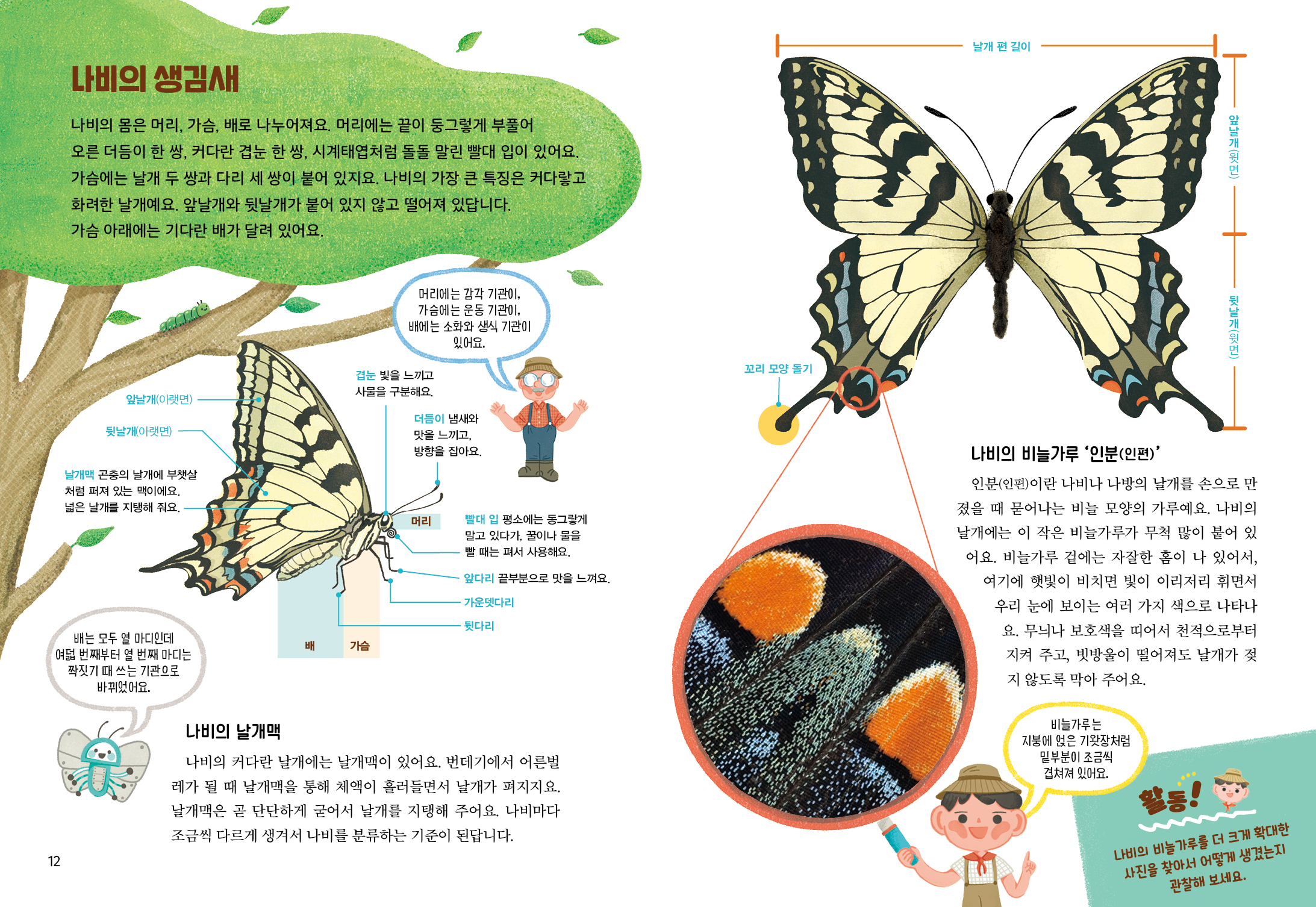 날개 편 길이 나비의 생김새 나비의 몸은 머리, 가슴, 배로 나누어져요. 머리에는 끝이 둥그렇게 부풀어 오른 더듬이 한 쌍, 커다란 겹눈 한 쌍, 시계태엽처럼 돌돌 말린 빨대 입이 있어요. 가슴에는 날개 두 쌍과 다리 세 쌍이 붙어 있지요. 나비의 가장 큰 특징은 커다랗고 화려한 날개예요. 앞날개와 뒷날개가 붙어 있지 않고 떨어져 있답니다. 가슴 아래에는 기다란 배가 달려 있어요. 앞날개(윗면) ) r 머리에는 감각 기관이, 가슴에는 운동 기관이, 배에는 소화와 생식 기관이 있어요. 뒷날개(윗면) 꼬리 모양 돌기 겹눈 빛을 느끼고 사물을 구분해요. 앞날개(아랫면) 뒷날개(아랫면) 더듬이 냄새와 맛을 느끼고, 방향을 잡아요. 날개맥 곤충의 날개에 부챗살 처럼 퍼져 있는 맥이에요. 넓은 날개를 지탱해 줘요. 머리 빨대 입 평소에는 동그랗게 말고 있다가, 꿀이나 물을 빨 때는 펴서 사용해요. 나비의 비늘가루 '인분(인편)’ 인분(인편)이란 나비나 나방의 날개를 손으로 만 졌을 때 묻어나는 비늘 모양의 가루예요. 나비의 날개에는 이 작은 비늘가루가 무척 많이 붙어 있 어요. 비늘가루 겉에는 자잘한 홈이 나 있어서, 여기에 햇빛이 비치면 빛이 이리저리 휘면서 우리 눈에 보이는 여러 가지 색으로 나타나 요. 무늬나 보호색을 띠어서 천적으로부터 지켜 주고, 빗방울이 떨어져도 날개가 젖 지 않도록 막아 주어요. 앞다리 끝부분으로 맛을 느껴요. 가운뎃다리 뒷다리 가슴 배는 모두 열 마디인데, 여덟 번째부터 열 번째 마디는 짝짓기 때 쓰는 기관으로 바뀌었어요. 비늘가루는 지붕에 얹은 기왓장처럼 밑부분이 조금씩 겹쳐져 있어요. 나비의 날개맥 | 나비의 커다란 날개에는 날개맥이 있어요. 번데기에서 어른벌 레가 될 때 날개맥을 통해 체액이 흘러들면서 날개가 펴지지요. 날개맥은 곧 단단하게 굳어서 날개를 지탱해 주어요. 나비마다 조금씩 다르게 생겨서 나비를 분류하는 기준이 된답니다. 나비의 비늘가루를 더 크게 확대한 사진을 찾아서 어떻게 생겼는지 관찰해 보세요.