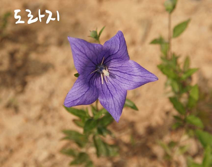7월에 식물을 소개합니다._2