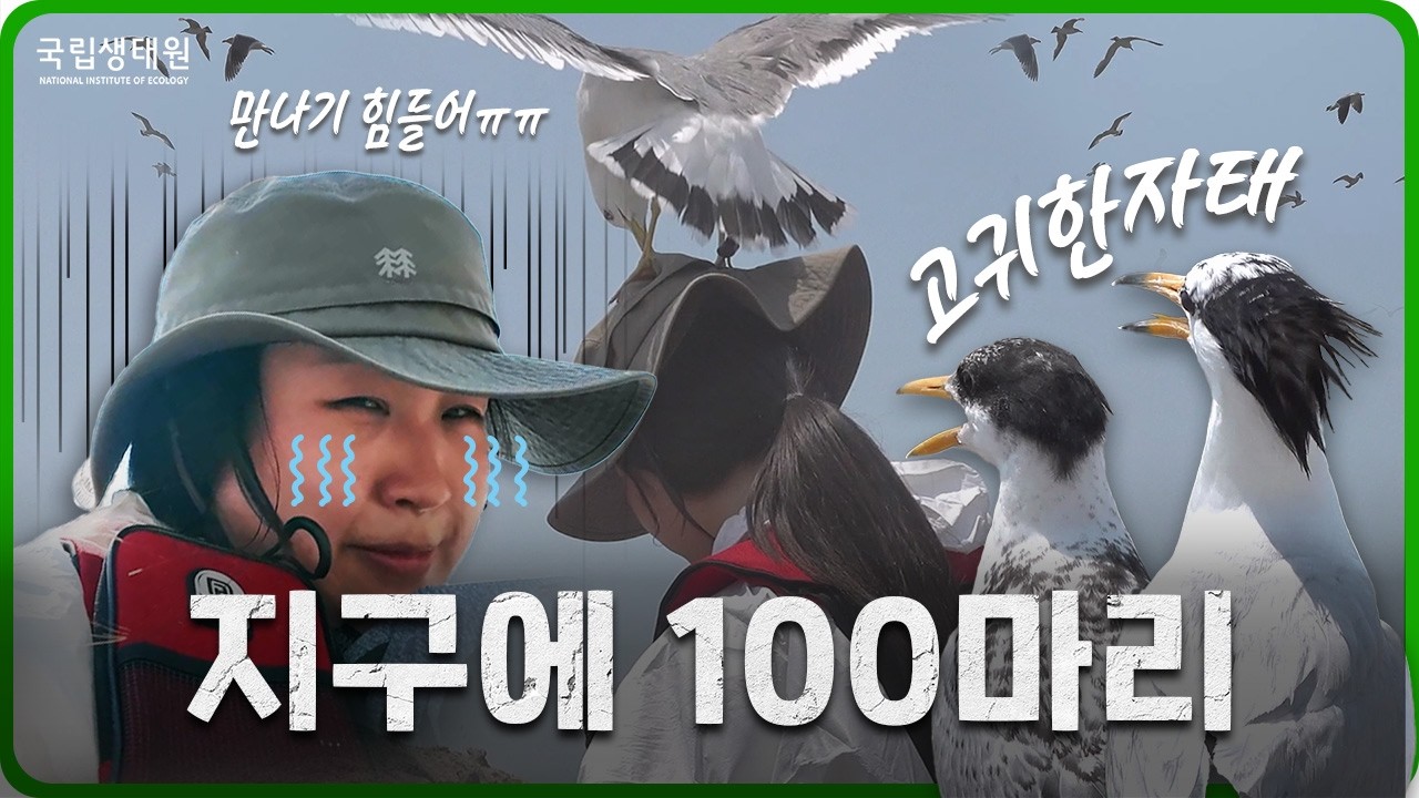 [국립생태원 V-log] 무사히 다녀올 수 있을까? 갈매기의... 습격?! 뿔제비갈매기 만나러 가요 