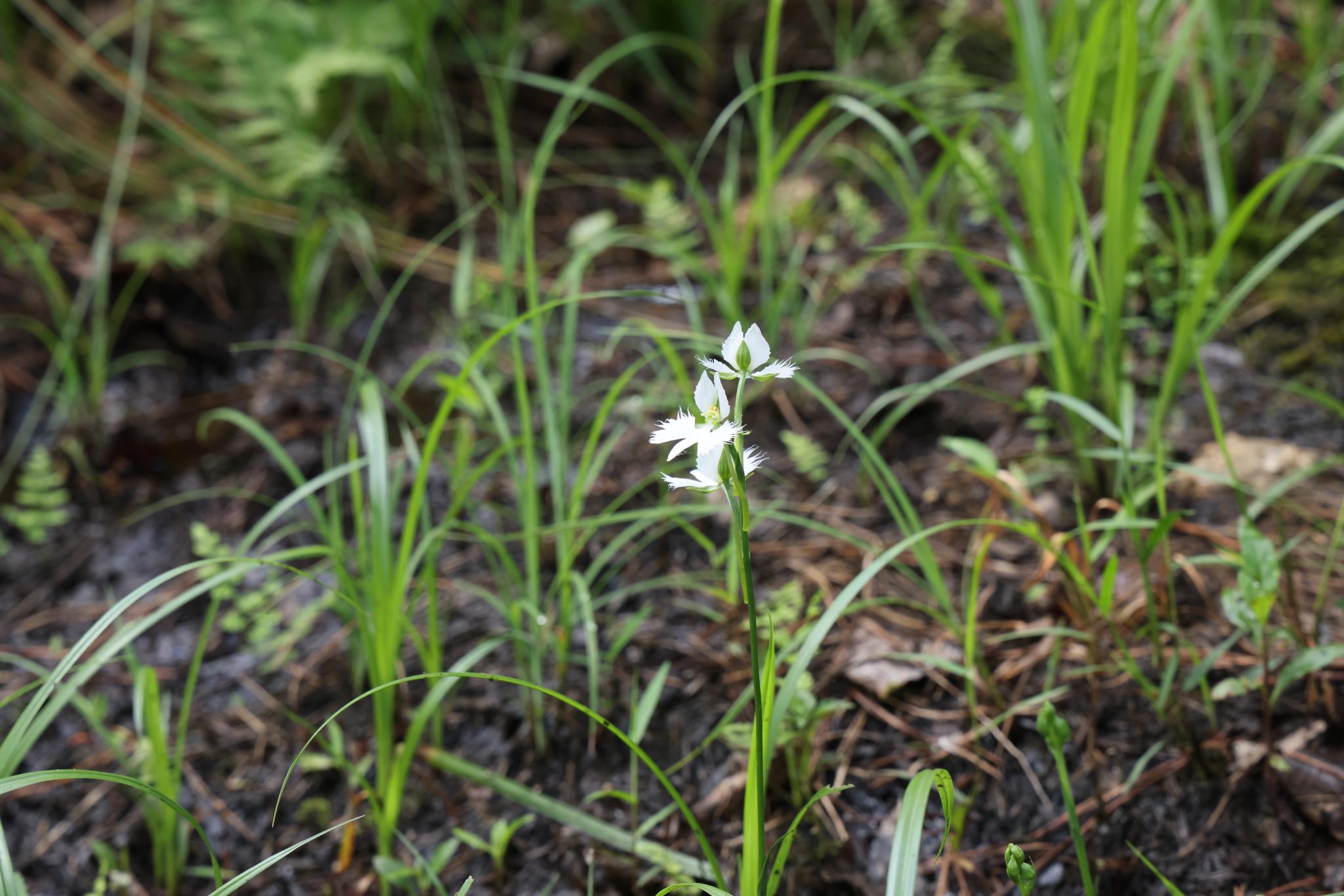해오라비난초1