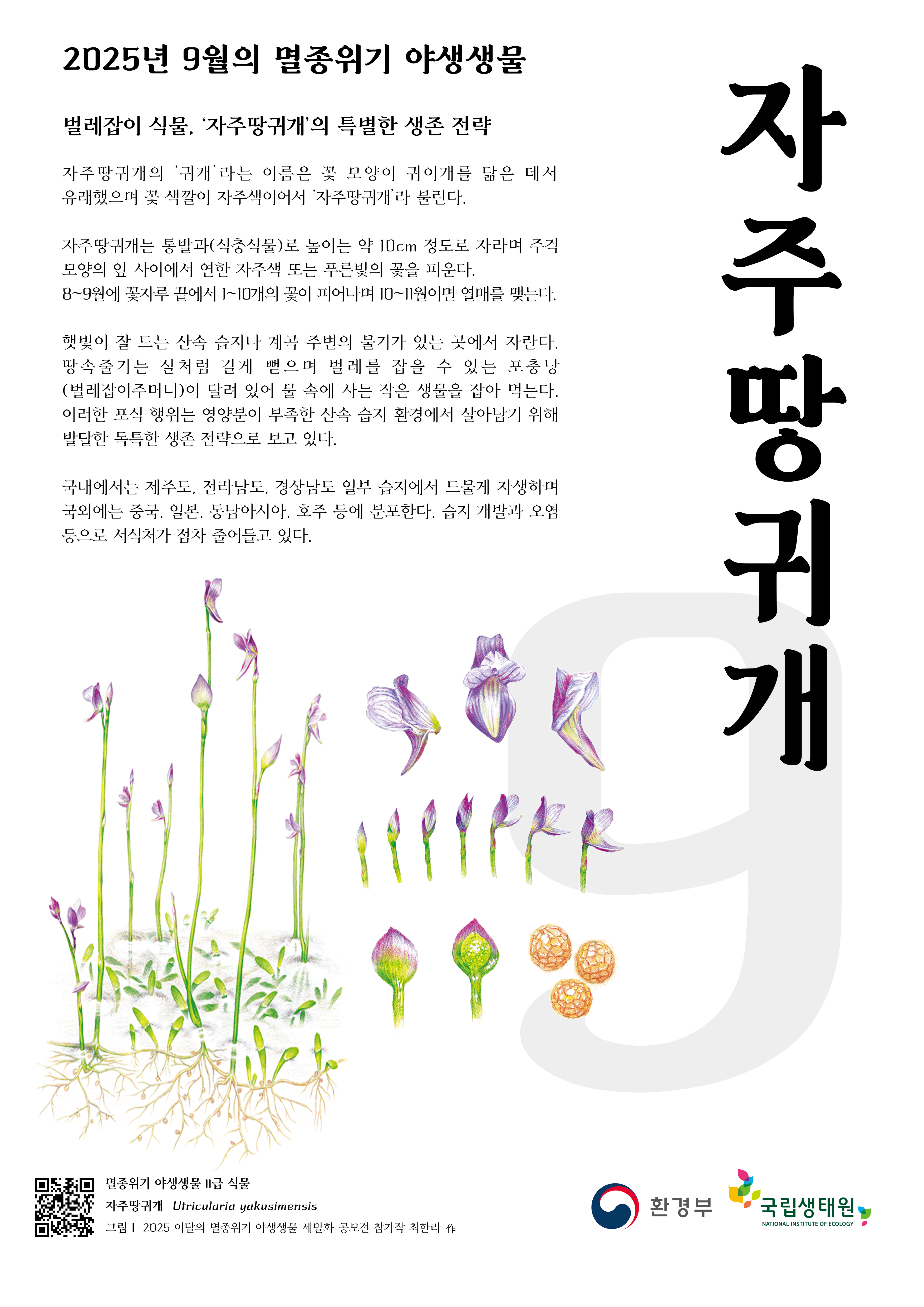 9월 멸종위기 야생생물 자주땅귀개.jpg