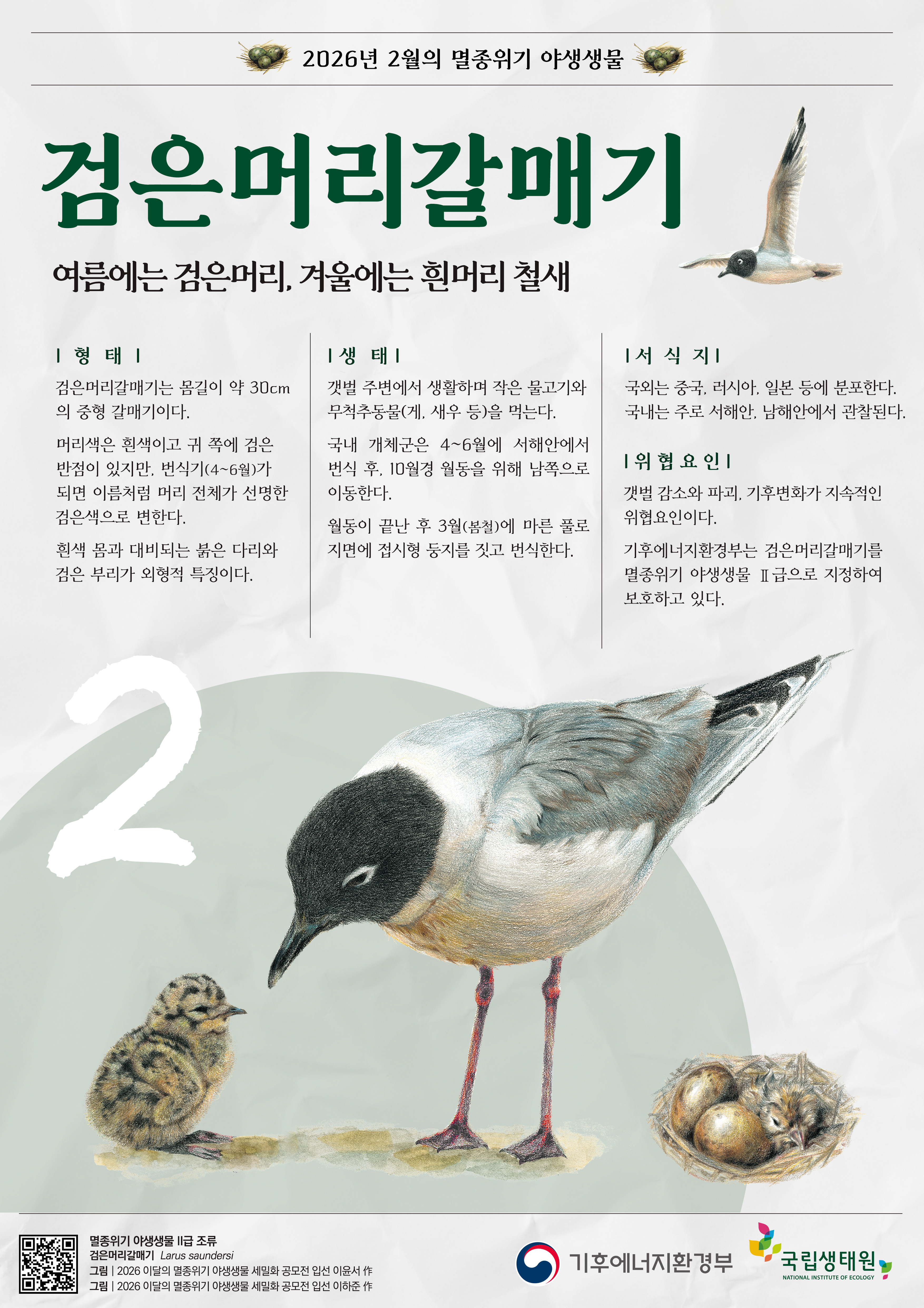 2월 검은머리갈매기.jpg