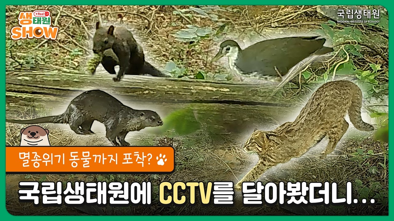 [국립생태원] 한밤 중에 생태원을 돌아다니는 존재들....무인센서카메라에 찍히다?!