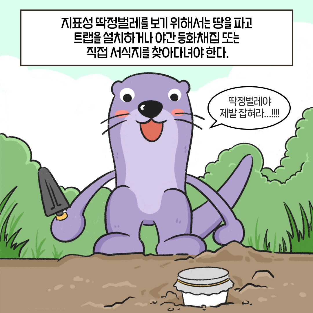 [생태원 사람들] 멋조롱딱정벌레와의 아찔한 만남_2