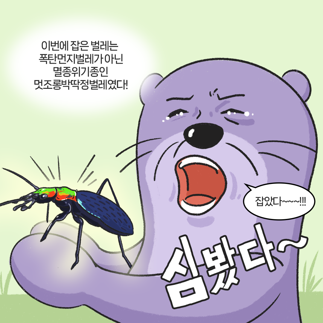 [생태원 사람들] 멋조롱딱정벌레와의 아찔한 만남_7