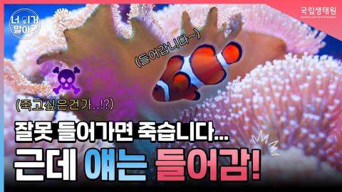 [너 이거 알아?] 잘못 들어가면 죽는데, 얘는 들어간다? '독'하다 독해...!