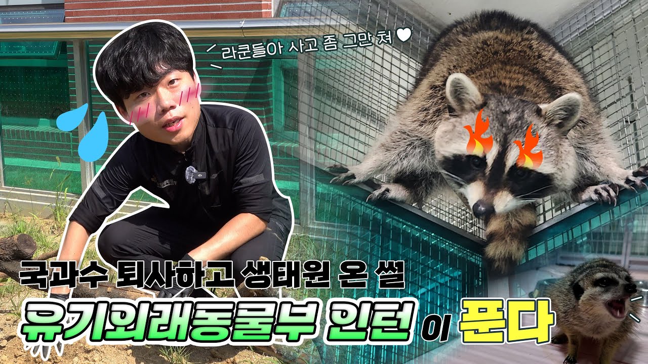 오늘은 또 무슨 사고를 쳤을까? 전직 국과수 직원 '금쪽이 라쿤' 아빠 된 사연