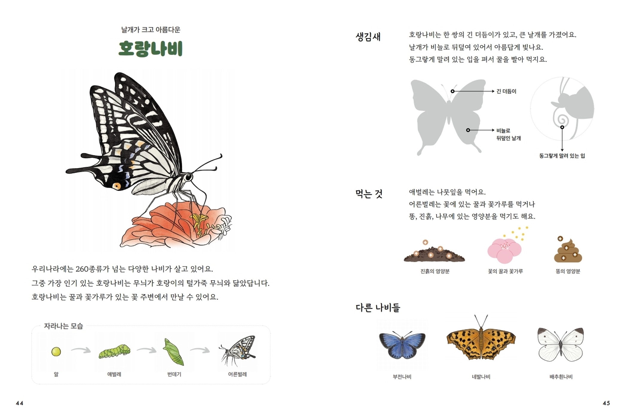 날개가 크고 아름다운 호랑나비 우리나라에는 260종류가 넘는 다양한 나비가 살고 있어요. 그중 가장 인기 있는 호랑나비는 무늬가 호랑이의 털가죽 무늬와 닮았답니다. 호랑나비는 꿀과 꽃가루가 있는 꽃 주변에서 만날 수 있어요. 자라나는 모습 알 애벌레 번데기 어른벌레 생김새 호랑나비는 한 쌍의 긴 더듬이가 있고, 큰 날개를 가졌어요. 날개가 비늘로 뒤덮여 있어서 아름답게 빛나요. 동그랗게 말려 있는 입을 펴서 꿀을 빨아 먹지요. 긴 더듬이 비늘로 뒤덮인 날개 동그랗게 말려 있는 입 먹는 것 애벌레는 나뭇잎을 먹어요. 어른벌레는 꽃에 있는 꿀과 꽃가루를 먹거나 똥, 진흙, 나무에 있는 영양분을 먹기도 해요. 진흙의 영양분 꽃의 꿀과 꽃가루 똥의 영양분 다른 나비들 부전나비 네발나비 배추흰나비