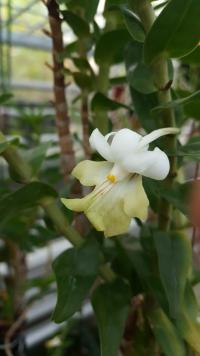 14_Dendrobium sp