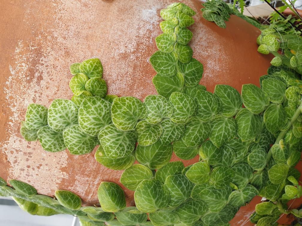 6_9_Rhaphidophora cryptantha