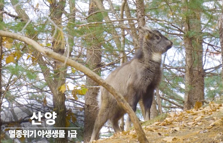 21년 연구기록영상 '산양'