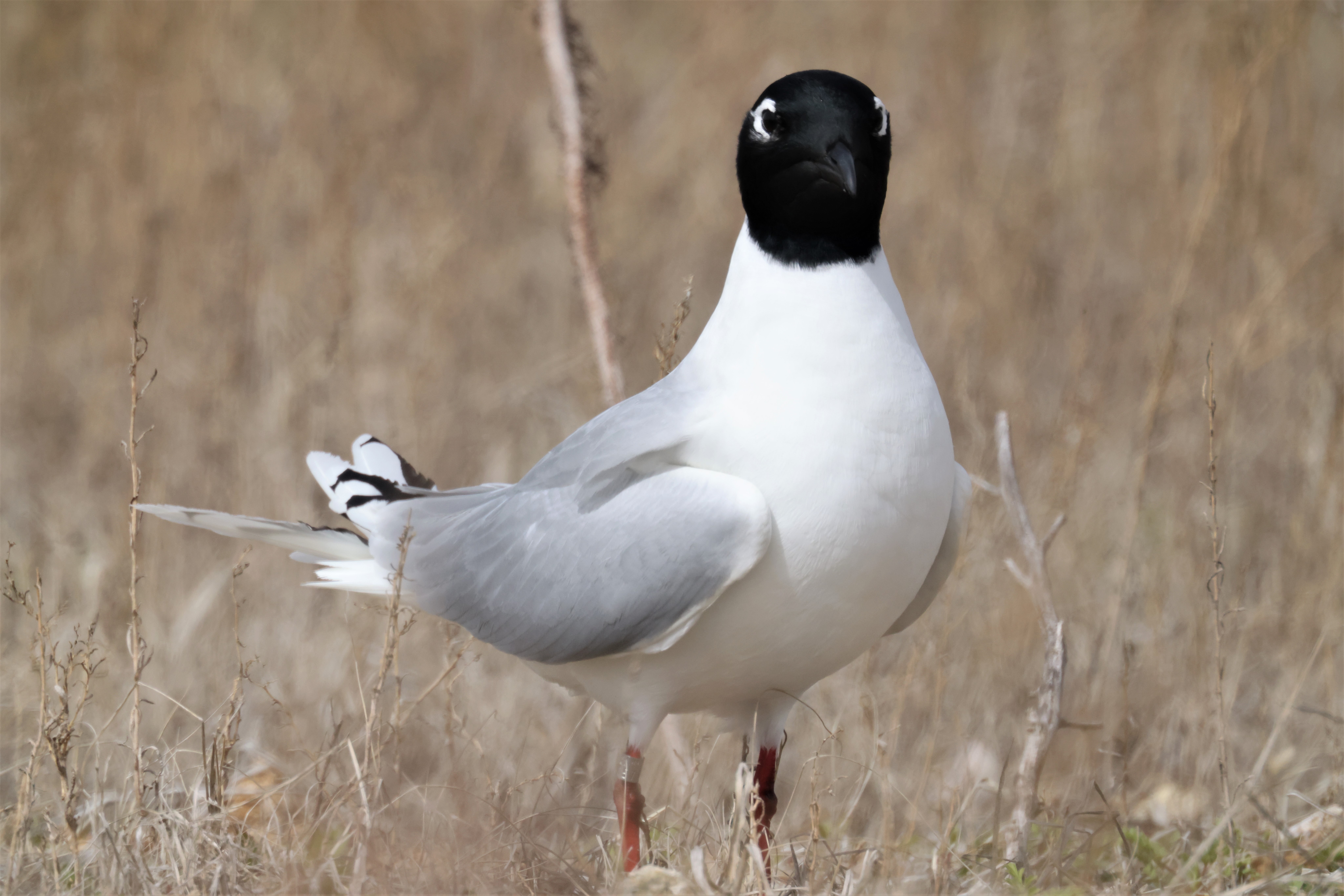 검은머리갈매기_1