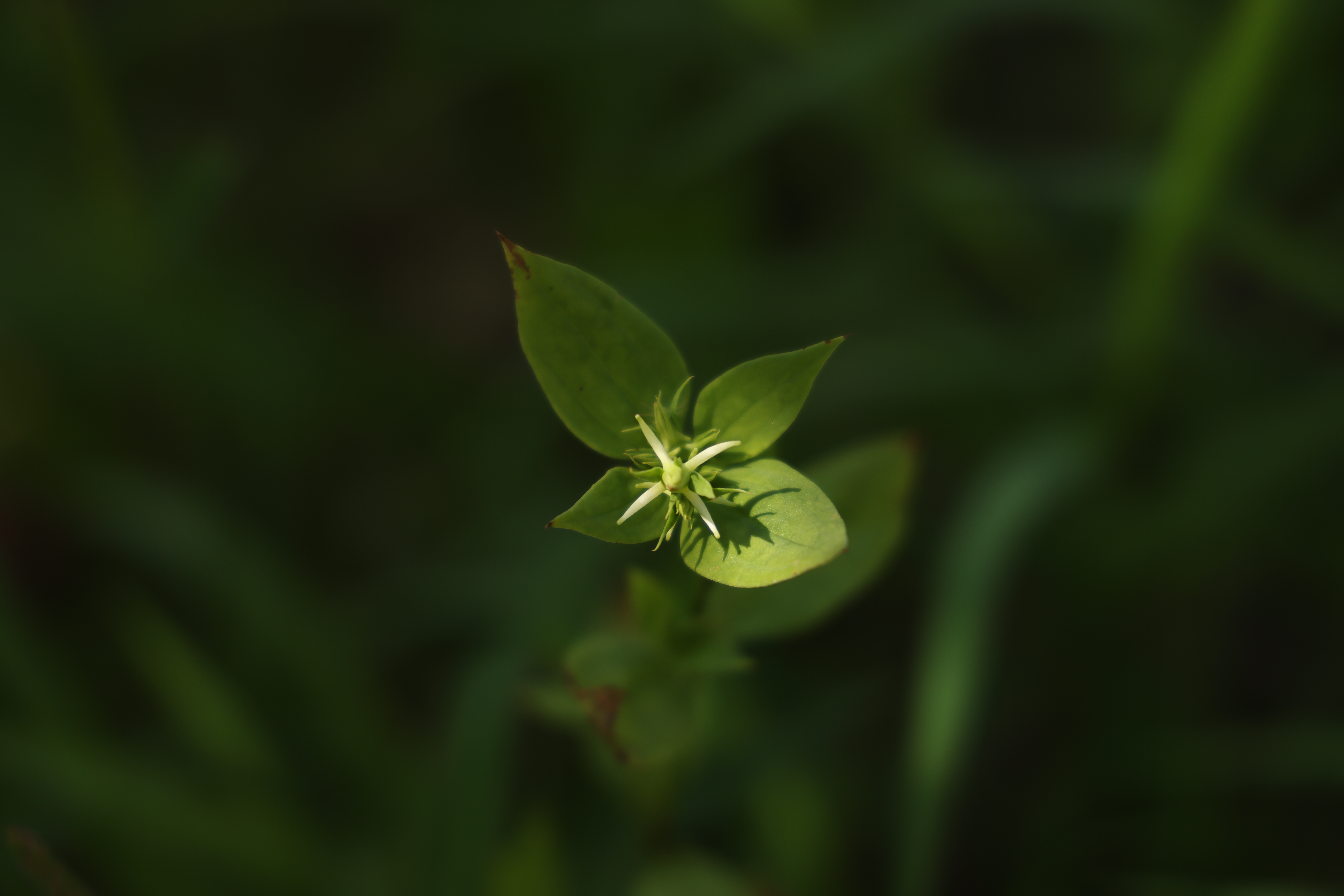 참닻꽃_1