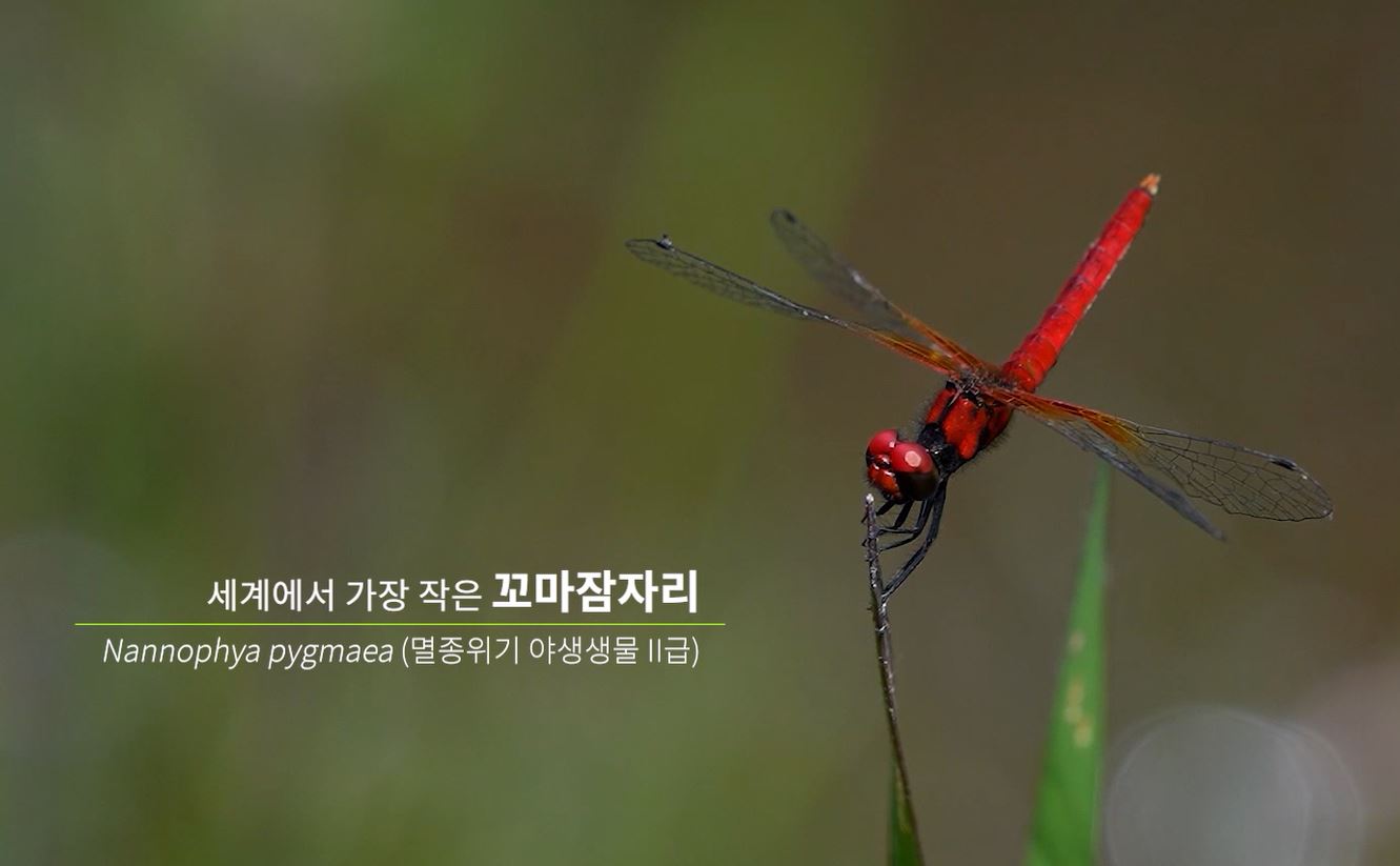 공존 '꼬마잠자리'