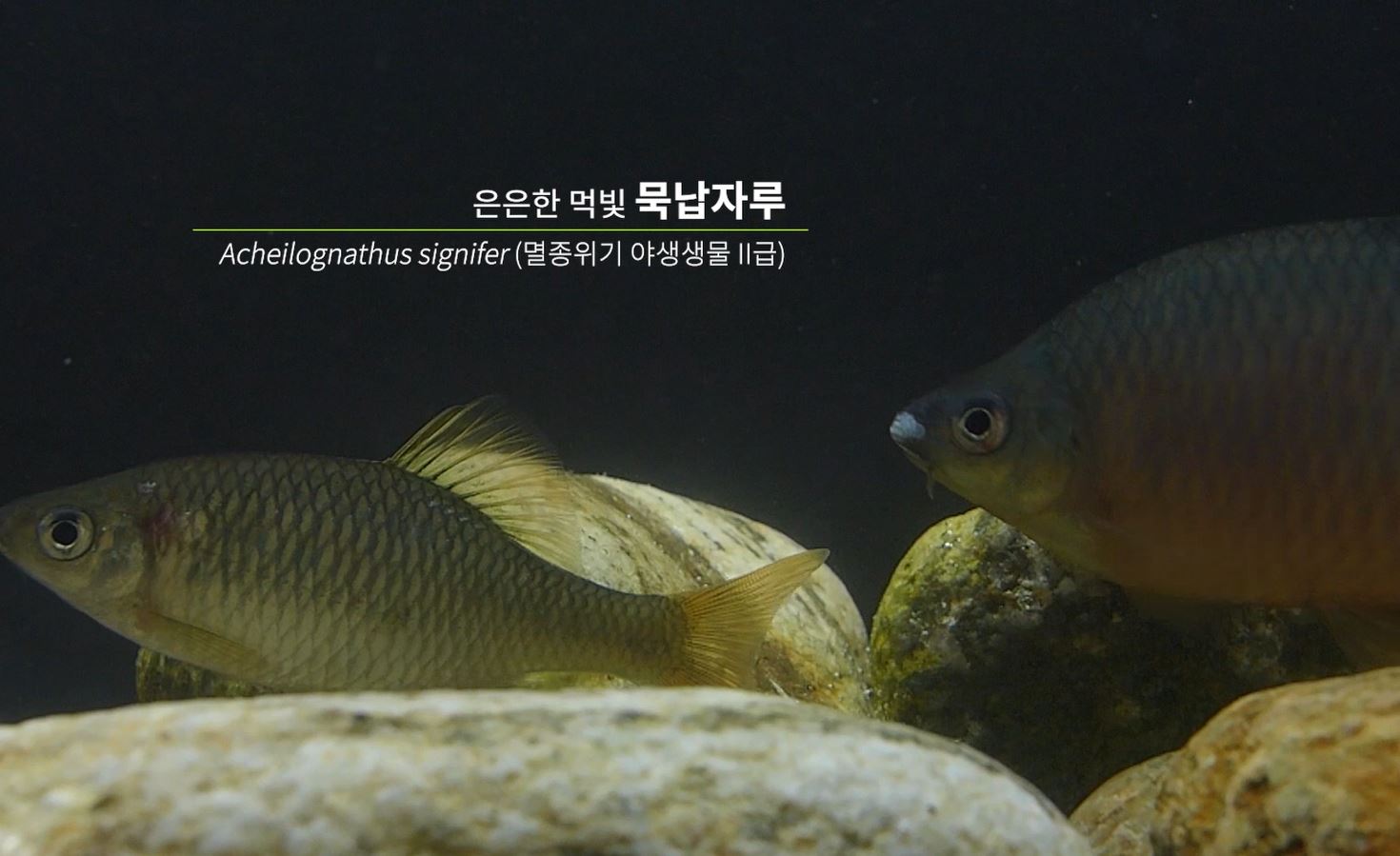 공존 '묵납자루'