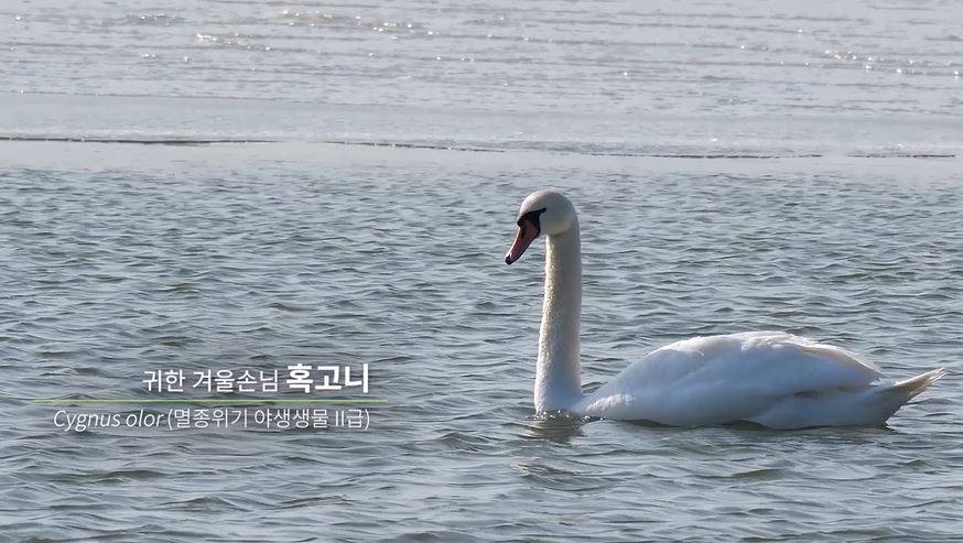 공존 '혹고니'
