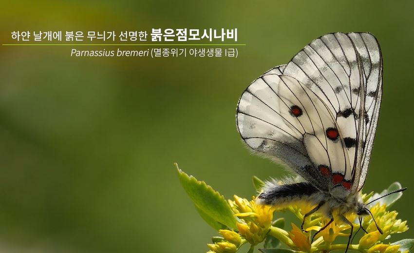 공존 '붉은점모시나비'