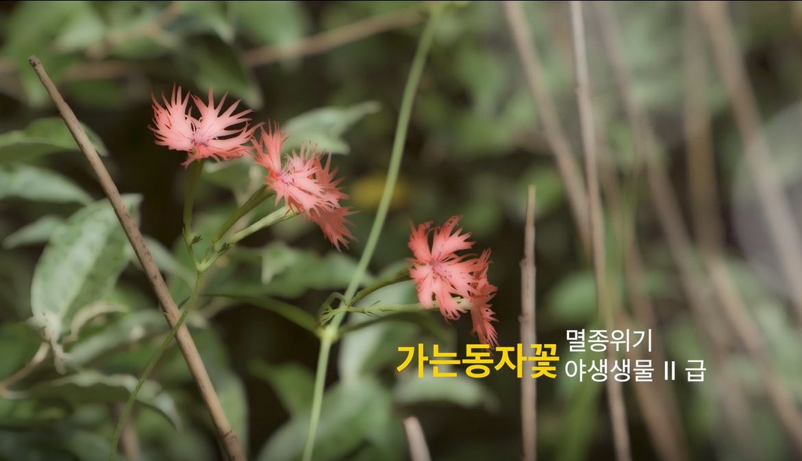 '20년 연구기록영상 '가는동자꽃'