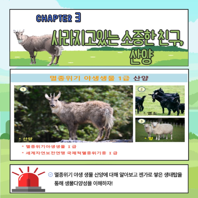 CHAPTER 3 사라지고 있는 소중한 친구, 산양 | 멸종위기 야생생물 1급 산양 / 1. 산양 2. 염소 3. 양 | -멸종위기야생생물 1급 -세계자연보전연맹 국제적멸종위기종 1급 | 멸종위기 야생 생물 산양에 대해 알아보고 젠가로 쌓은 생태탑을 통해 생물다양성을 이해하자!