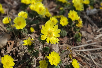 개복수초(개화)