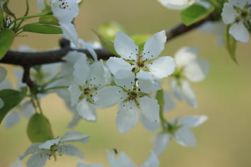 산돌배나무(개화)