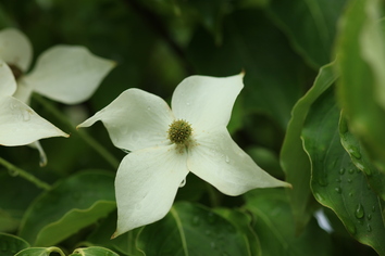 산딸나무(개화)