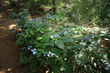 산수국(개화)