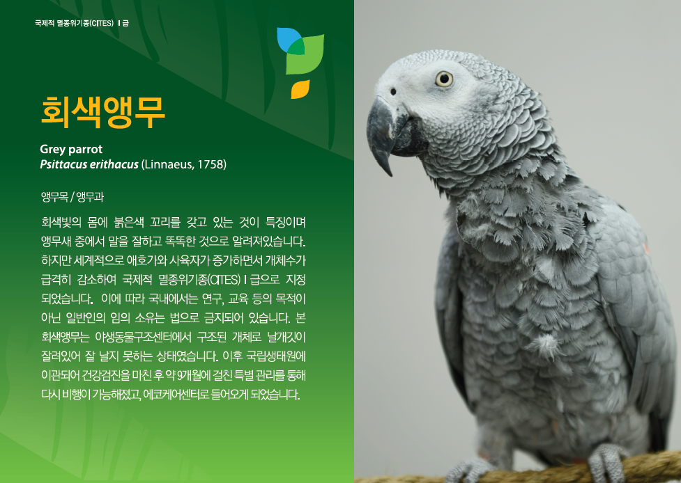 회색앵무 Grey parrot Psittacus erithacus(Linnaeus, 1758), 앵무목/앵무과, 회색빛의 몸에 붉은색 꼬리를 갖고 있는 것이 특징이며 앵무새 중에서 말을 잘하고 똑똑한 것으로 알려져있습니다. 하지만 세계적으로 애호가와 사육자가 증가하면서 개체수가 급격히 감소하여 국제적 멸종위기종(CITES) I급으로 지정 되었습니다. 이에 따라 국내에서는 연구, 교육 등의 목적이 아닌 일반인의 임의 소유는 법으로 금지되어 있습니다. 본 회색앵무는 야생동물 구조센터에서 구조된 개체로 날개깃이 잘려있어 잘 날지 못하는 상태였습니다. 이후 국립생태원에 이관되어 건강검진을 마친 후 약 9개월에 걸친 특별 관리를 통해 다시 비행이 가능해졌고, 에코케어센터로 들어오게 되었습니다.