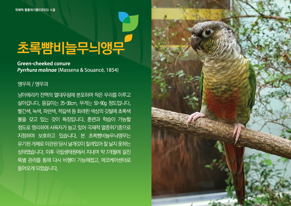 초록뺨비늘무늬 앵무 Green-cheeked conure Pyrrhura molinae (Massena&Souance, 1854 앵무목/앵무과, 남아메리카 전역의 열대우림에 분포하며 작은 무리를 이루고 살아갑니다. 몸길이는 25~30cm, 무게는 50~90g 정도입니다. 빨간색, 녹색, 파란색, 적갈색 등 화려한 색상의 깃털에 초록색 볼을 갖고 있는 것이 특징입니다. 훈련과 학습이 가능할 정도로 영리하여 사육자가 늘고 있어 국제적 멸종위기종으로 지정하여 보호하고 있습니다. 본 초록뺨비늘무늬앵무는 유기된 개체로 이관된 당시 날개깃이 잘려있어 잘 날지 못하는 상태였습니다. 이후 국립생태원에서 지내며 약 7개월에 걸친 특별 관리를 통해 다시 비행이 가능해졌고, 에코케어센터로 들어오게 되었습니다.)