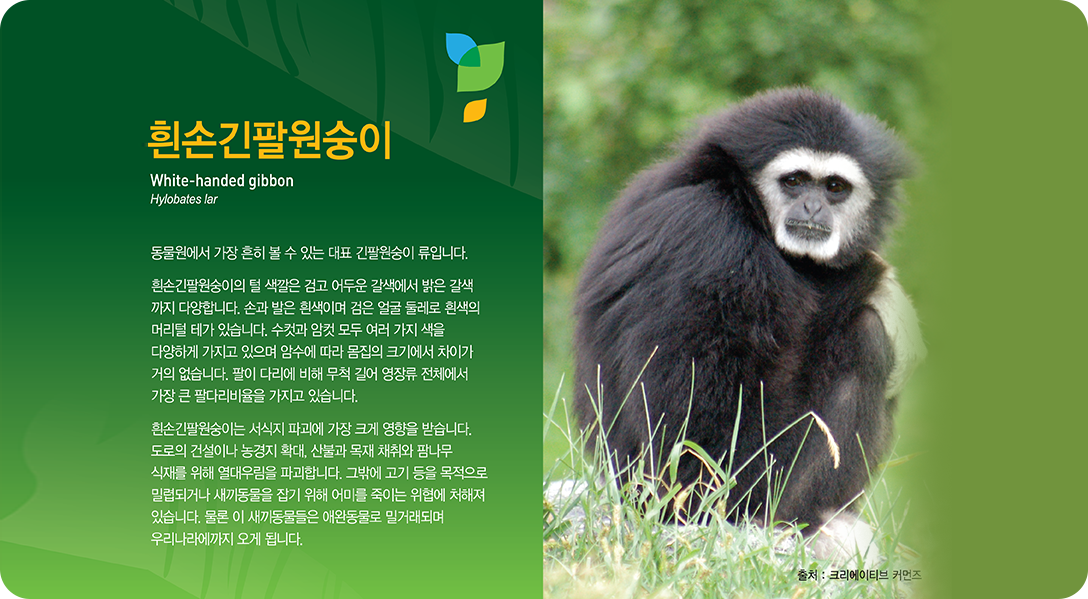 흰손긴팔원숭이 White-handed gibbon Hylobates lar 동물원에서 가장 흔히 볼 수 있는 대표 긴팔원숭이 류입니다. 흰손긴팔원숭이의 털 색깔은 검고 어두운 갈색에서 밝은 갈색까지 다양합니다. 손과 발은 흰색이며 검은 얼굴 둘레로 흰색의 머리털 테가 있습니다. 수컷과 암컷 모두 여러 가지 색을 다양하게 가지고 있으며 암수에 따라 몸집의 크기에서 차이가 거의 없습니다. 팔이 다리에 비해 무척 길어 영장류 전체에서 가장 큰 팔다리비율을 가지고 있습니다. 흰손긴팔원숭이는 서식지 파괴에 가장 크게 영향을 받습니다. 도로의 건설이나 농경지 확대, 산불과 목재 채취와 팜나무 식재를 위해 열대우림을 파괴합니다. 그밖에 고기 등을 목적으로 밀렵되거나 새끼동물을 잡기 위해 어미를 죽이는 위협에 쳐해져 있습니다. 물론 이 새끼동물들은 애완동물로 밀거래되며 우리나라에까지 오게 됩니다.