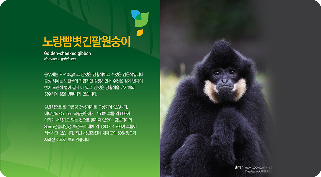 노란뺨볏긴팔원숭이 Golden-cheeked gibbon Nomascus gabriellae 몸무게는 7~10kg이고 암컷은 담황색이고 수컷은 검은색입니다. 출생 시에는 노란색에 가깝지만 성장하면서 수컷은 검게 변하며 뺨에 노란색 털이 길게 나 있고, 암컷은 담황색을 유지하되 정수리에 검은 볏무늬가 있습니다. 일반적으로 한 그룹당 3~5마리로 구성되어 있습니다. 베트남의 Cat Tien 국립공원에서 150여 그룹 약 500여마리가 서식하고 있는 것으로 알려져 있으며, 캄보디아의 Seima생물다양성 보전구역 내에 약 1,300~1,700여 그룹이 서식하고 있습니다. 지난 45년간전체 개체군의 50% 정도가 사라진 것으로 보고 있습니다.