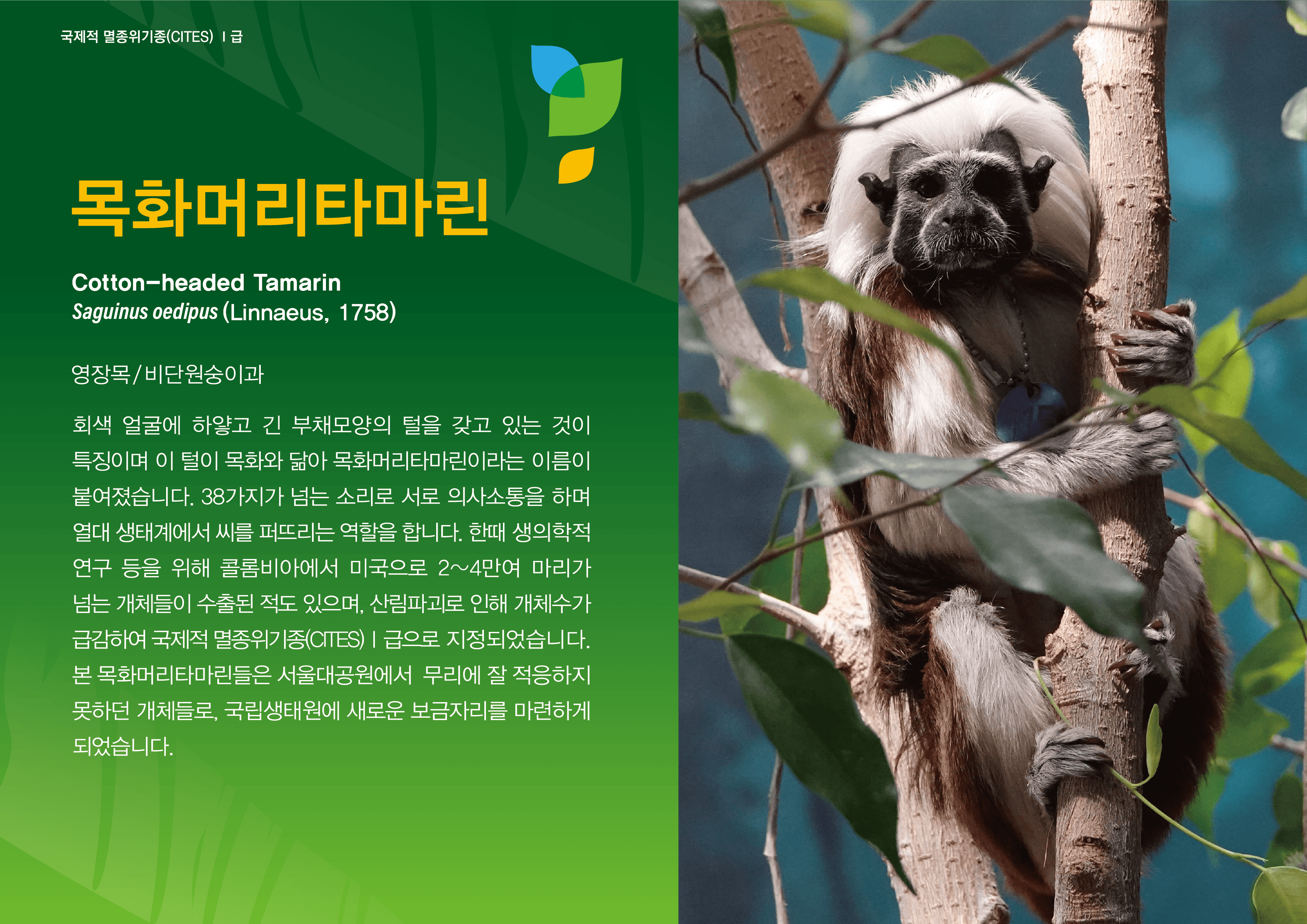 목화머리타마린 Cotton-headed Tamarin Saguinus oedipus(Linnaeus, 1758) 영장목/비단원숭이과 회색 얼굴에 하얗고 긴 부채모양의 털을 갖고 있는 것이 특징이며 이 털이 목화와 닮아 목화머리타마린이라는 이름이 붙여졌습니다. 38가지가 넘는 소리로 서로 의사소통을 하며 열대 생태계에서 씨를 퍼뜨리는 역할을 합니다. 한때 생의학적 연구 등을 위해 콜롬비아에서 미국으로 2~4만여 마리가 넘는 개체들이 수출된 적도 있으며, 산림파괴로 인해 개체수가 급감하여 국제적 멸종위기종(CITES) 1급으로 지정되었습니다. 본 목화머리타마린들은 서울대공원에서 무리에 잘 적응하지 못하던 개체들로, 국립생태원에 새로운 보금자리를 마련하게 되었습니다.